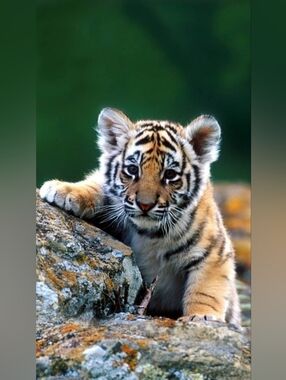 Custom Fridge Magnet Tiger Cub Home Kitchen Decor